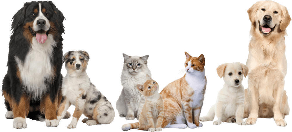 Pet, Dog and Cat